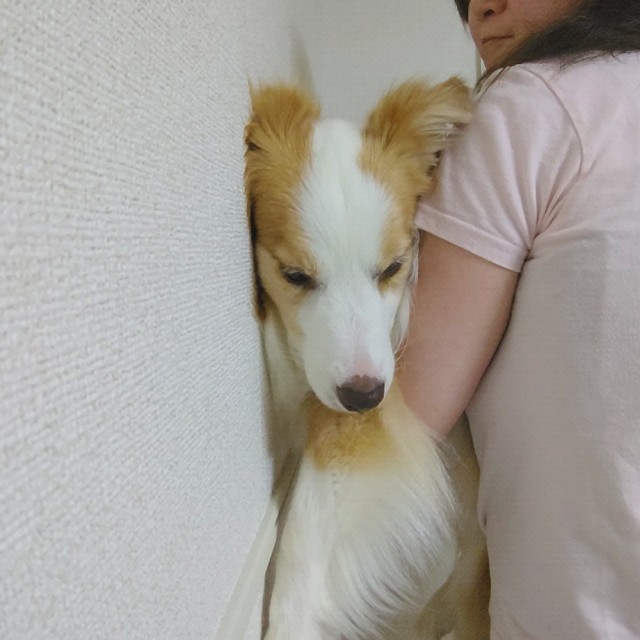 f:id:gussan-belle:20210703072301j:image