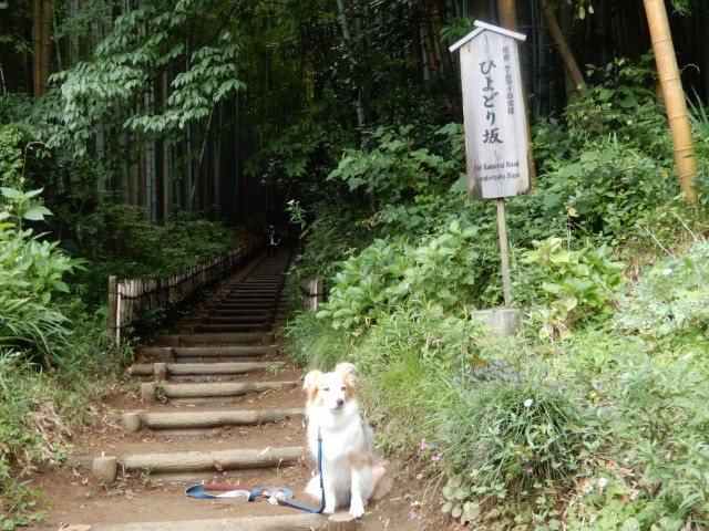 f:id:gussan-belle:20210708101620j:image