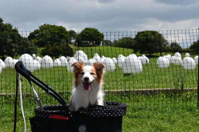 f:id:gussan-belle:20210807094704j:image f:id:gussan-belle:20210807094704j:image