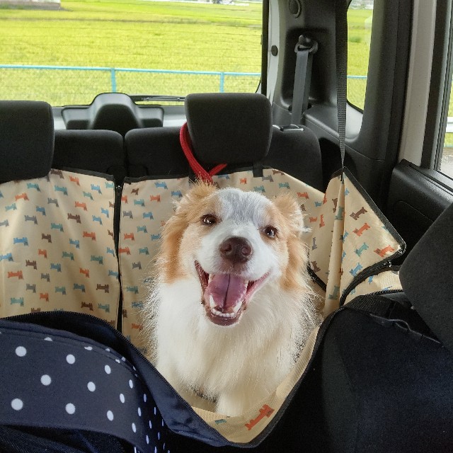 f:id:gussan-belle:20210810092607j:image