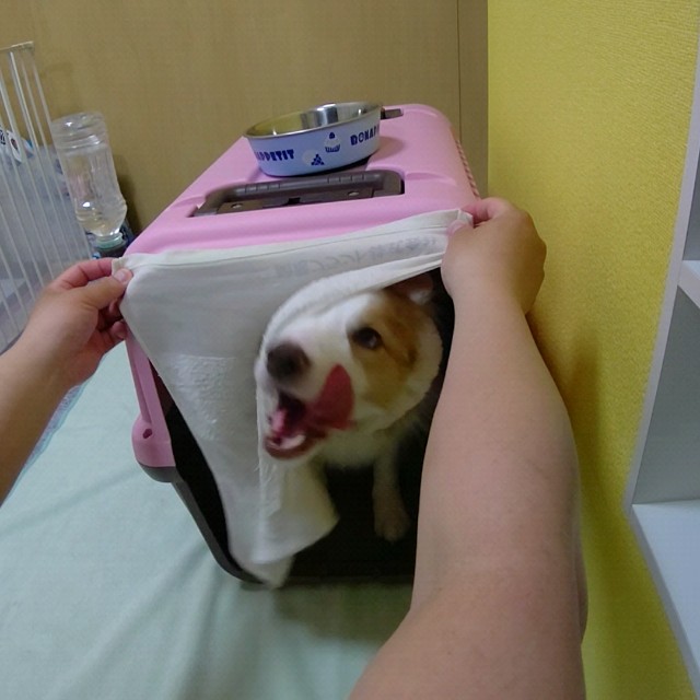 f:id:gussan-belle:20210811111359j:image f:id:gussan-belle:20210811111359j:image