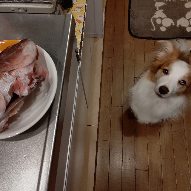 f:id:gussan-belle:20210821070937j:image f:id:gussan-belle:20210821070937j:image