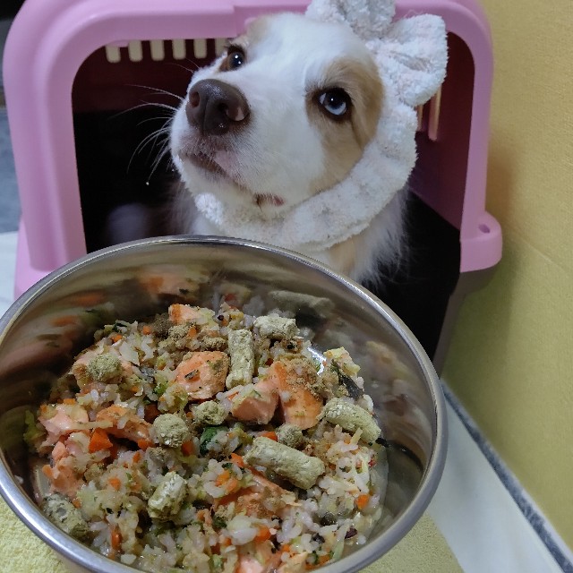 f:id:gussan-belle:20210827092013j:image