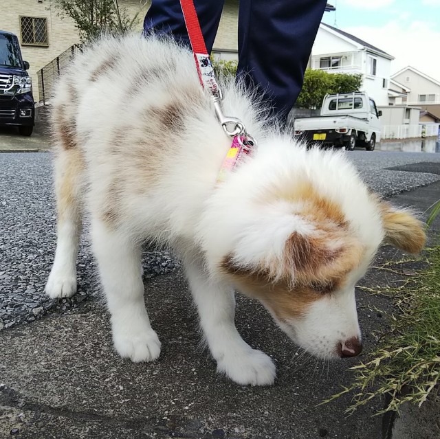 f:id:gussan-belle:20210908114515j:image