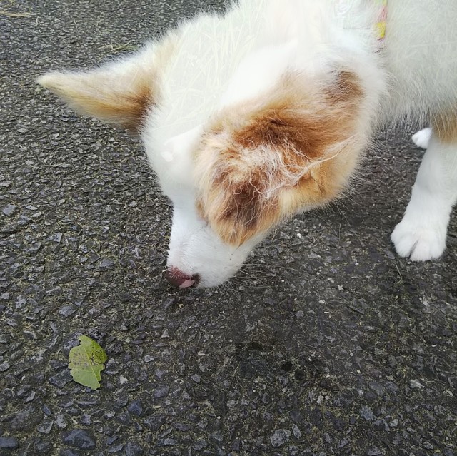 f:id:gussan-belle:20210908114524j:image