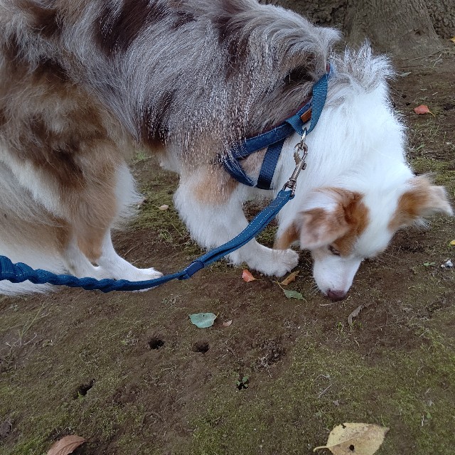 f:id:gussan-belle:20211014075215j:image f:id:gussan-belle:20211014075215j:image