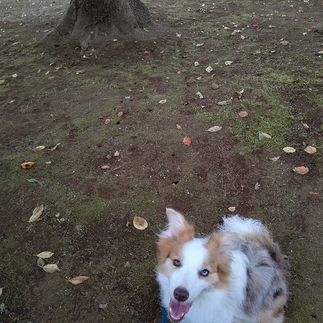 f:id:gussan-belle:20211014075302j:image f:id:gussan-belle:20211014075302j:image