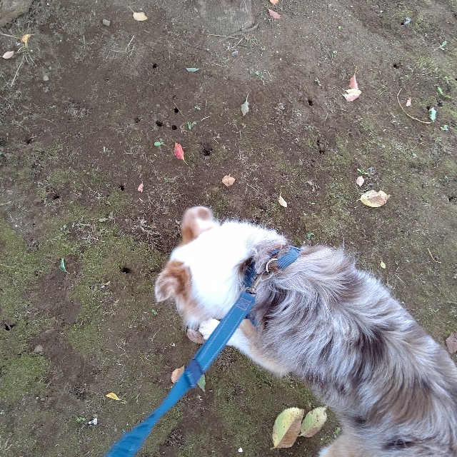 f:id:gussan-belle:20211014075323j:image f:id:gussan-belle:20211014075323j:image