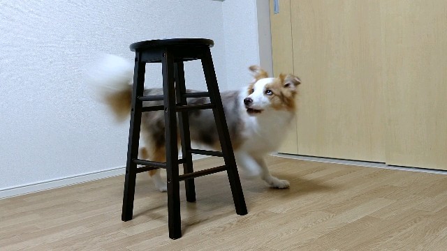 f:id:gussan-belle:20211109072457j:image