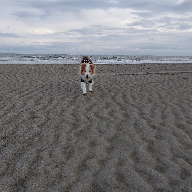 f:id:gussan-belle:20211120104850j:image