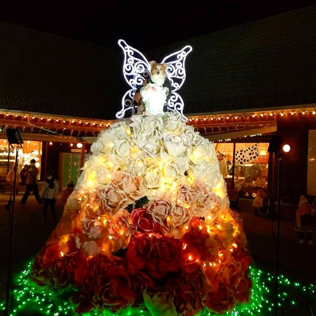 f:id:gussan-belle:20220105122827j:image