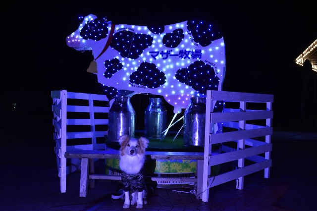 f:id:gussan-belle:20220105123140j:image