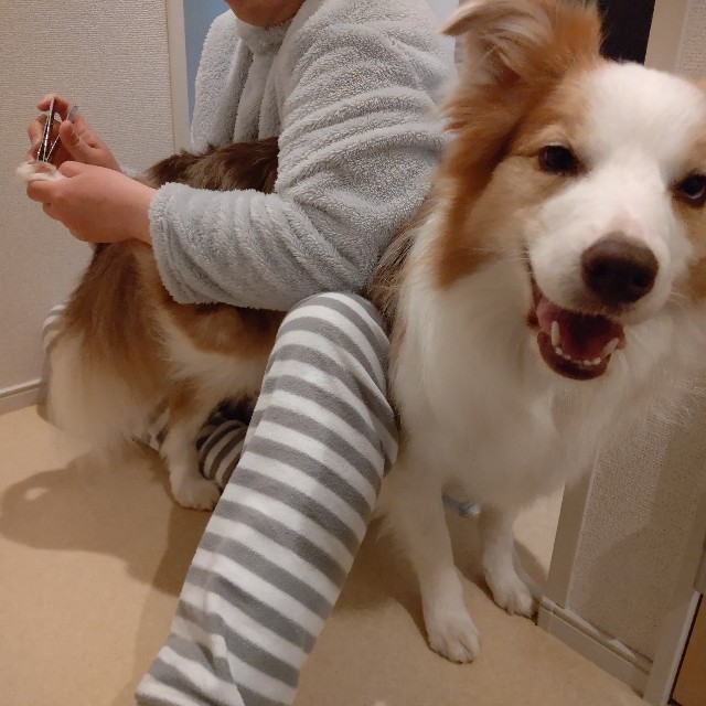 f:id:gussan-belle:20220111072504j:image