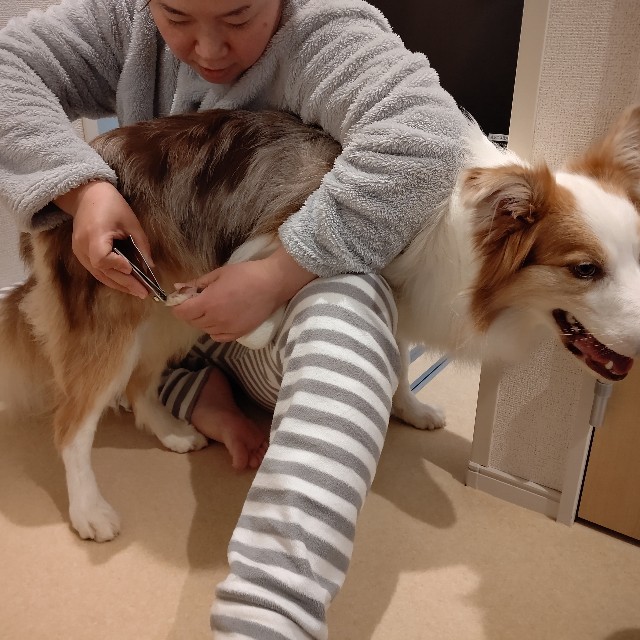 f:id:gussan-belle:20220111072703j:image