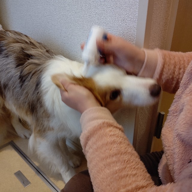 f:id:gussan-belle:20220115162143j:image
