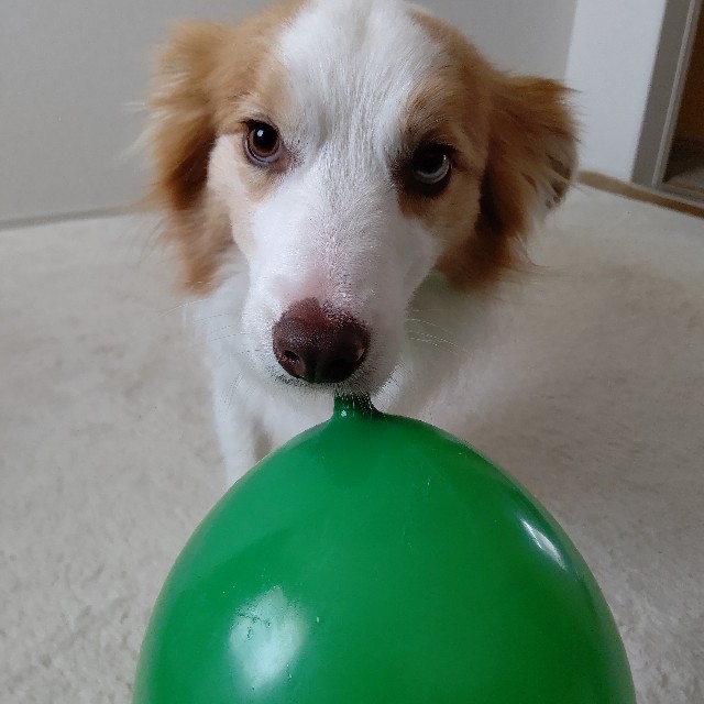 f:id:gussan-belle:20220130110631j:image f:id:gussan-belle:20220130110631j:image