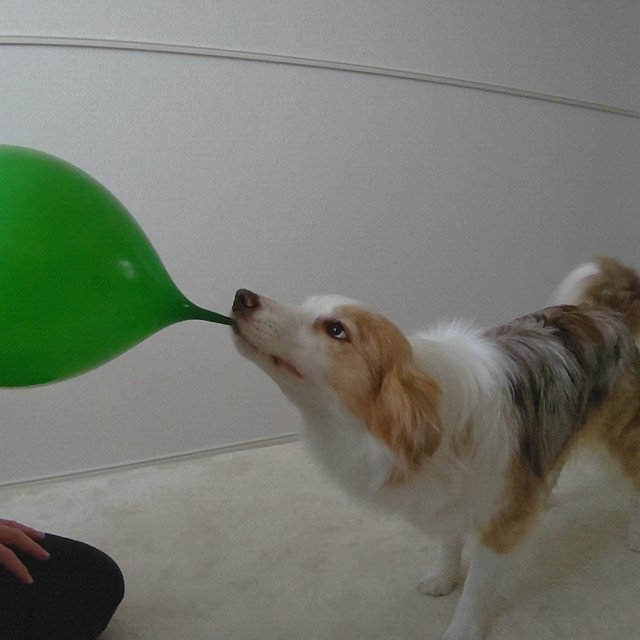 f:id:gussan-belle:20220130110649j:image f:id:gussan-belle:20220130110649j:image