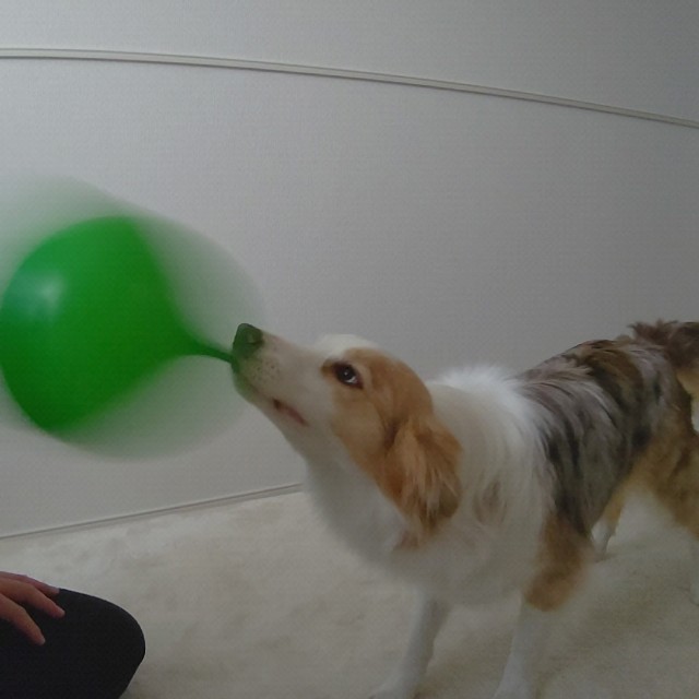 f:id:gussan-belle:20220130110700j:image f:id:gussan-belle:20220130110700j:image