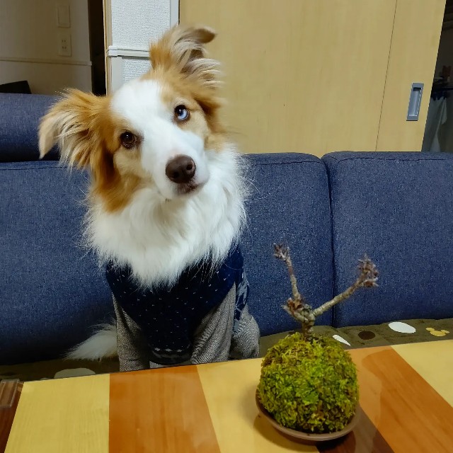 f:id:gussan-belle:20220131074516j:image f:id:gussan-belle:20220131074516j:image