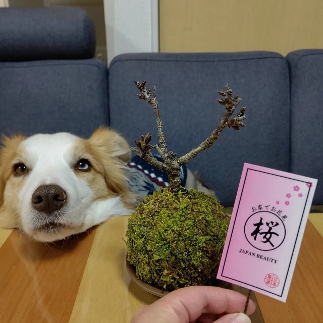 f:id:gussan-belle:20220131074545j:image f:id:gussan-belle:20220131074545j:image