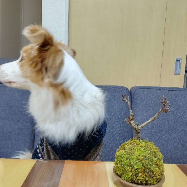 f:id:gussan-belle:20220131074850j:image f:id:gussan-belle:20220131074850j:image