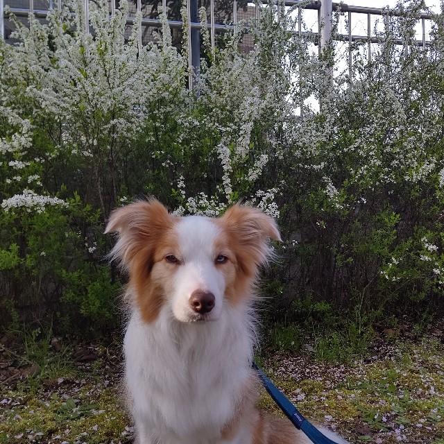 f:id:gussan-belle:20220409122511j:image