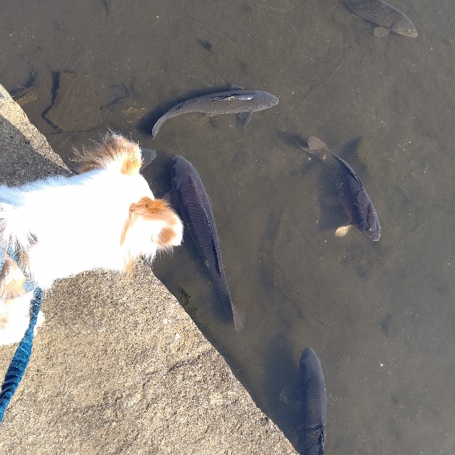 f:id:gussan-belle:20220412103351j:image