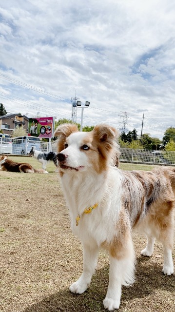 f:id:gussan-belle:20220418080015j:image f:id:gussan-belle:20220418080015j:image