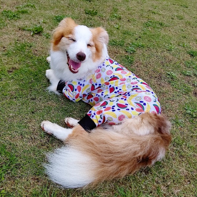 f:id:gussan-belle:20220421075445j:image f:id:gussan-belle:20220421075445j:image