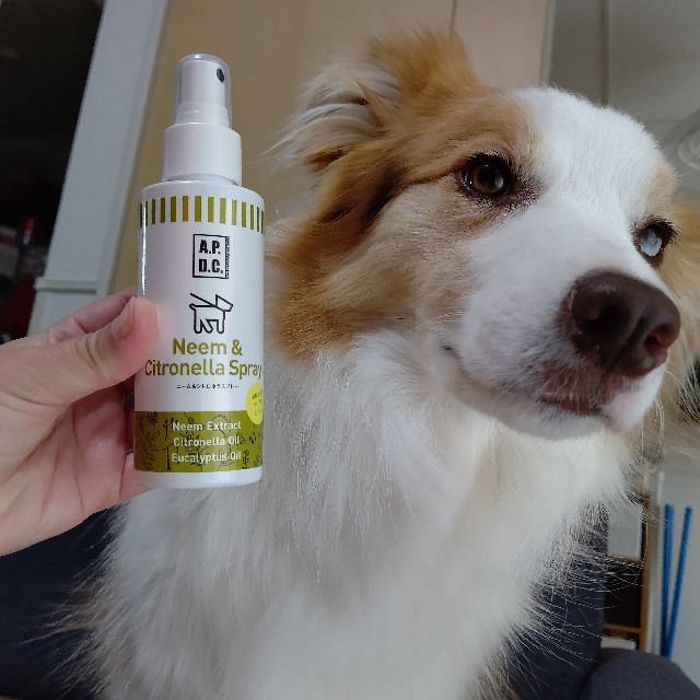 f:id:gussan-belle:20220513082346j:image