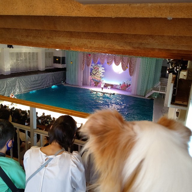 f:id:gussan-belle:20220513082753j:image