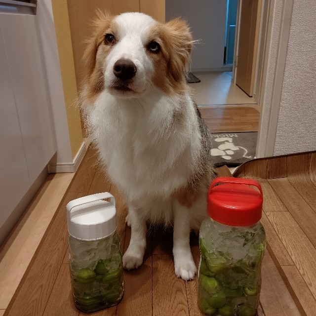 f:id:gussan-belle:20220513082909j:image