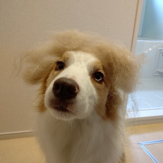 f:id:gussan-belle:20220513083052j:image