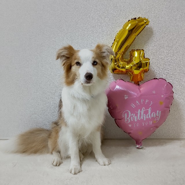 f:id:gussan-belle:20220618112018j:image