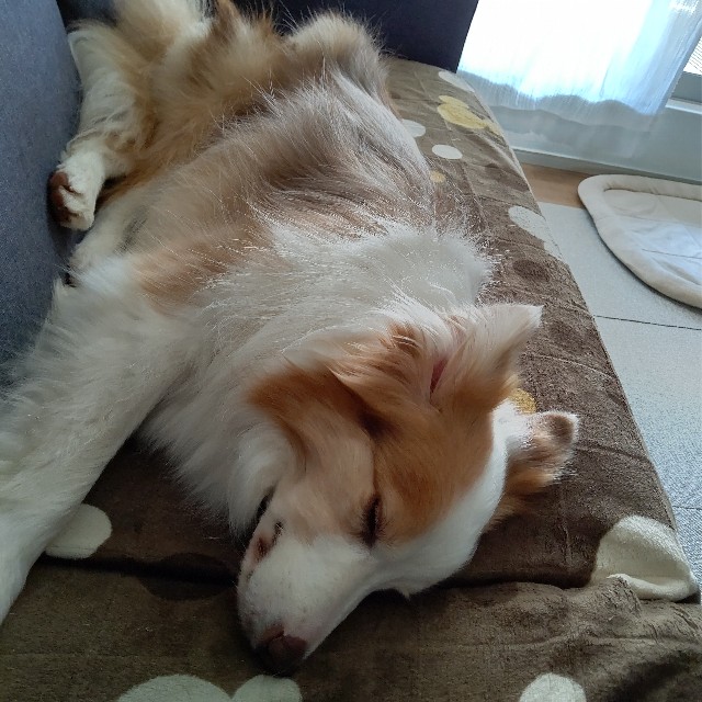 f:id:gussan-belle:20220701093708j:image f:id:gussan-belle:20220701093708j:image