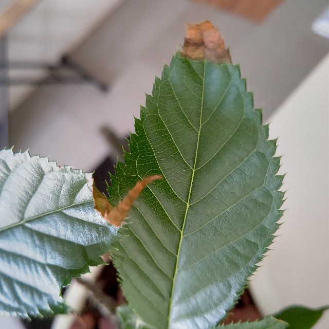 f:id:gussan-belle:20220701093746j:image f:id:gussan-belle:20220701093746j:image