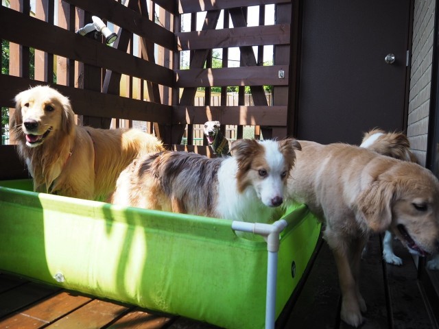 f:id:gussan-belle:20220703102621j:image f:id:gussan-belle:20220703102621j:image