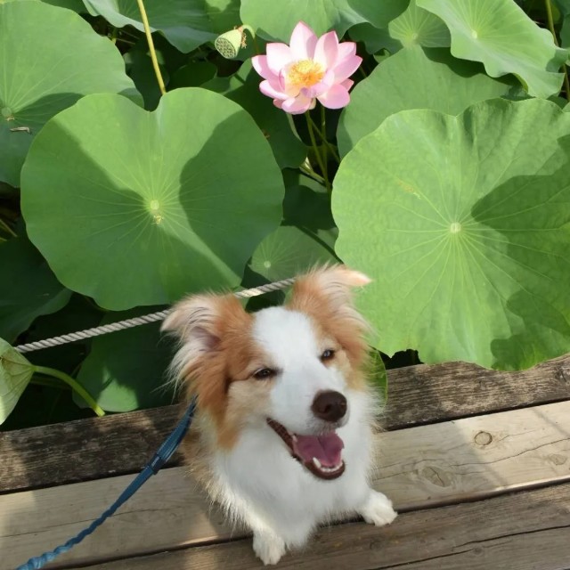 f:id:gussan-belle:20220704123510j:image f:id:gussan-belle:20220704123510j:image