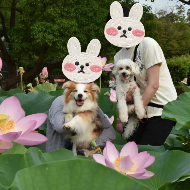 f:id:gussan-belle:20220704123623j:image f:id:gussan-belle:20220704123623j:image