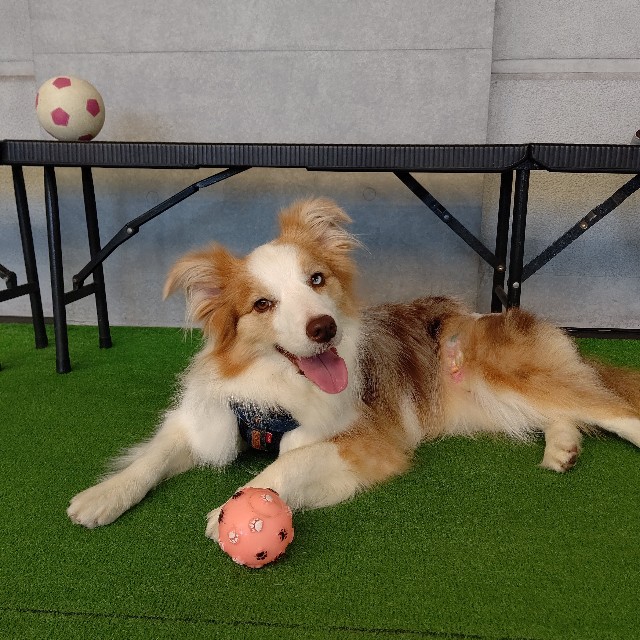 f:id:gussan-belle:20220708110004j:image f:id:gussan-belle:20220708110004j:image