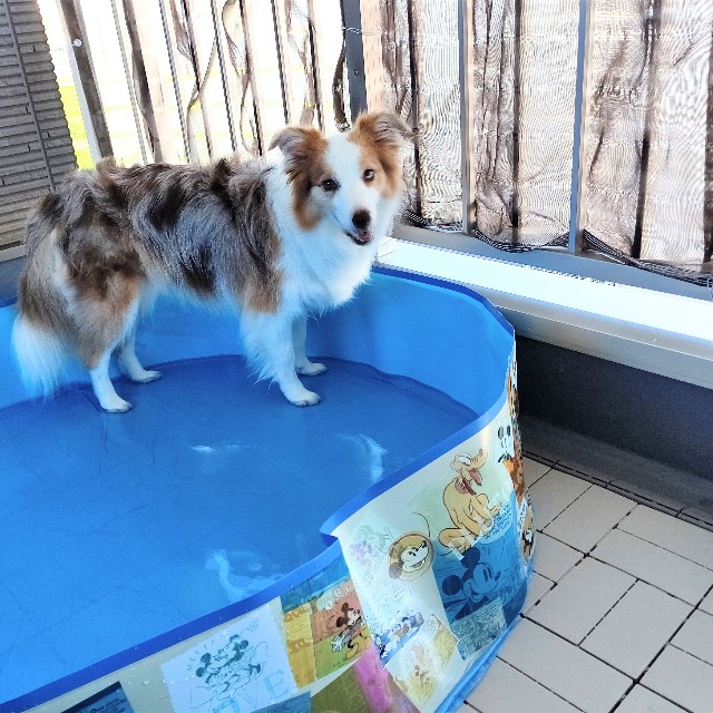 f:id:gussan-belle:20220708110209j:image f:id:gussan-belle:20220708110209j:image