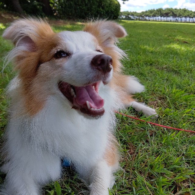 f:id:gussan-belle:20220912191811j:image