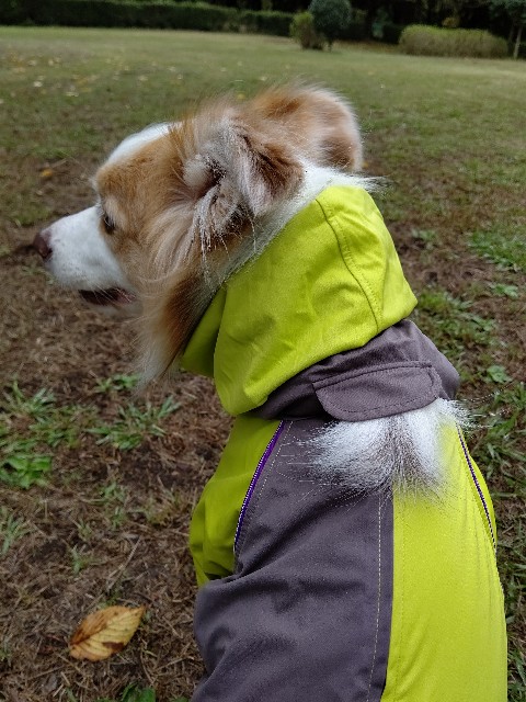 f:id:gussan-belle:20221014073200j:image