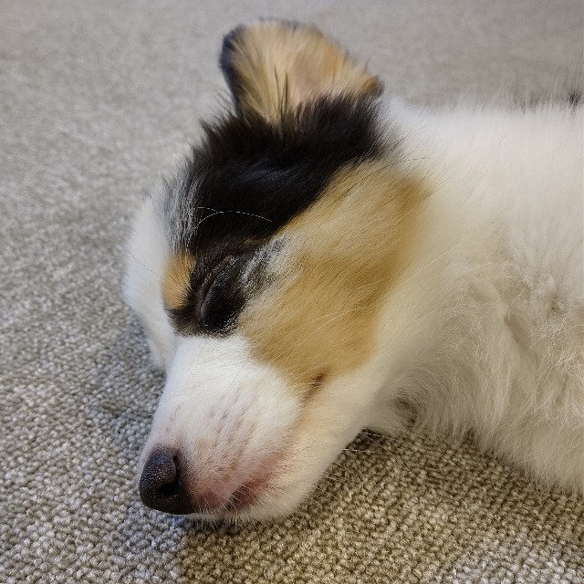 f:id:gussan-belle:20221109201536j:image f:id:gussan-belle:20221109201536j:image