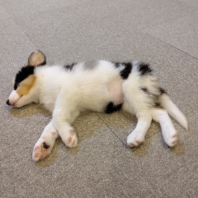 f:id:gussan-belle:20221109201601j:image f:id:gussan-belle:20221109201601j:image