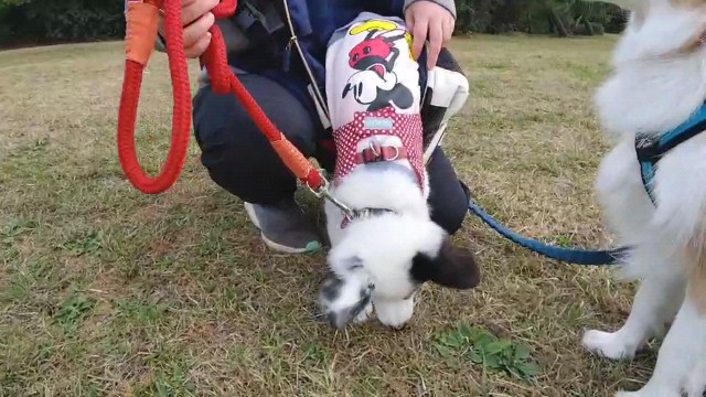 f:id:gussan-belle:20221204122911j:image