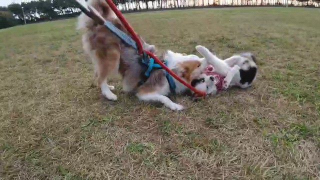 f:id:gussan-belle:20221204122945j:image