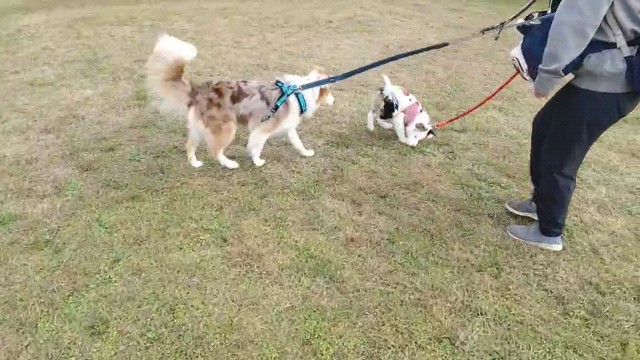 f:id:gussan-belle:20221204123006j:image