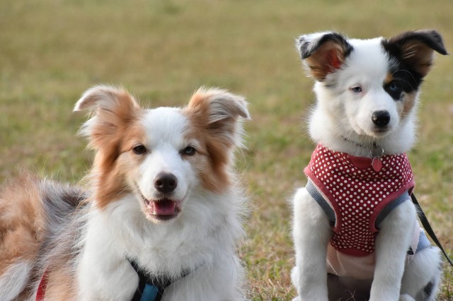 f:id:gussan-belle:20221204123040j:image