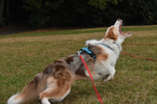 f:id:gussan-belle:20221205160411j:image f:id:gussan-belle:20221205160411j:image